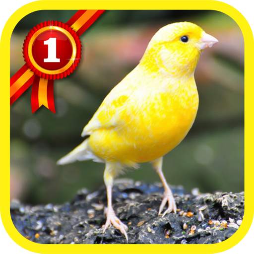 Canary Birds 1.1.3