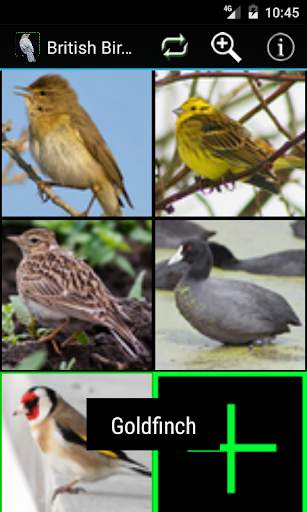 British Birds screenshot 3