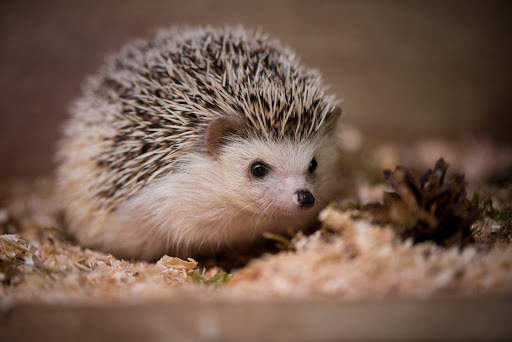 🦔 Hedgehog wallpaper screenshot 9