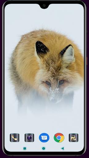 Fox Wallpaper 4K Latest screenshot 4
