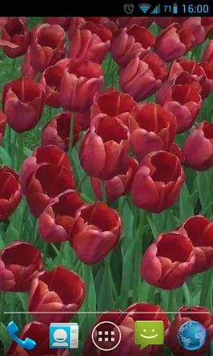 Red Tulips Live Wallpaper HD screenshot 8