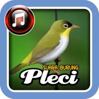 Suara Burung Pleci icon