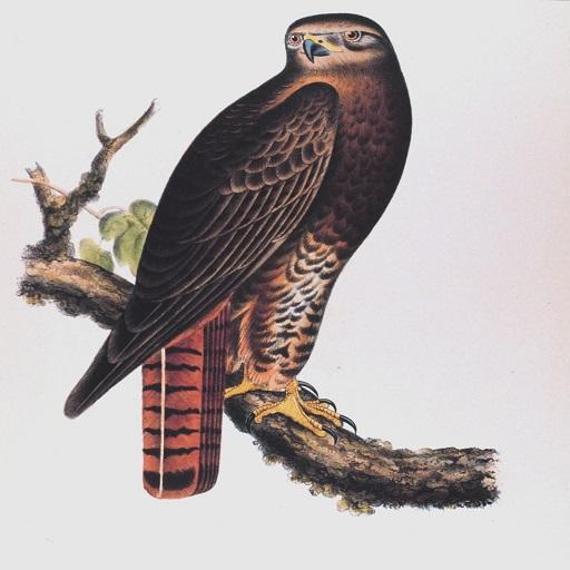 Hawk Call Sound icon