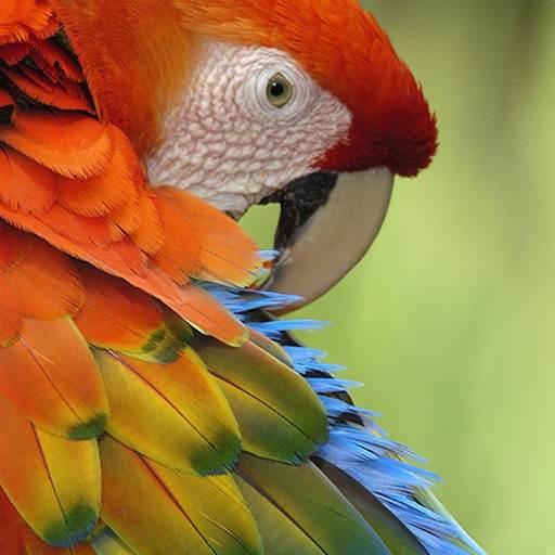 Macaw Wallpaper icon