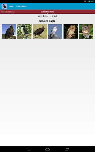 Birds of Prey Sounds Free screenshot 22
