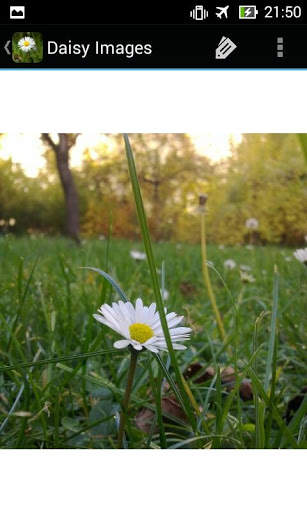 DaisyBG: Flower Wallpaper screenshot 8