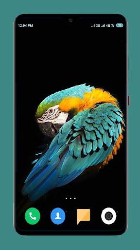 Parrot Wallpapers 4K screenshot 4