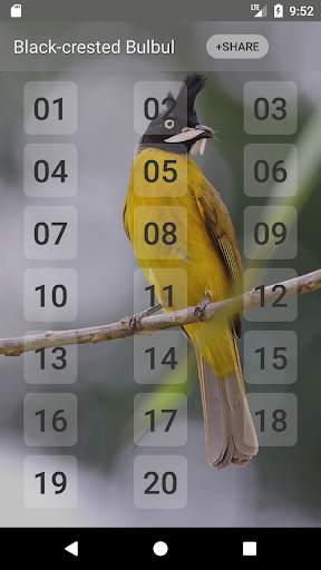 Black-crested bulbul bird sounds स्क्रीनशॉट 1