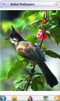 Bulbul Wallpapers screenshot 6