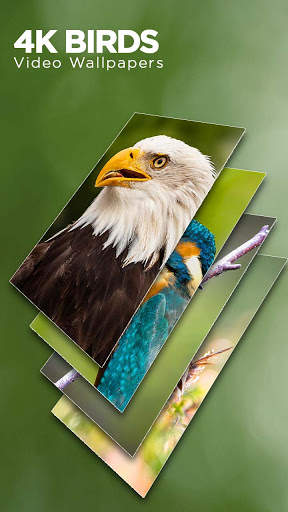 4K Bird live Wallpaper: Birds Wallpaper स्क्रीनशॉट 2
