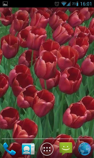 Red Tulips Live Wallpaper HD screenshot 6