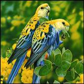 Bird Wallpaper HD 1.0