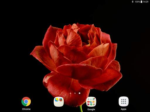Blooming Roses Video Wallpaper screenshot 11