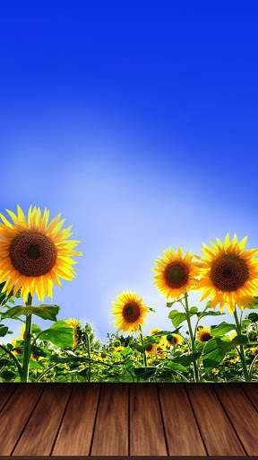 Sunflower Wallpaper HD screenshot 1