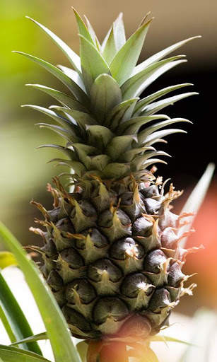 Pineapple Wallpaper screenshot 2
