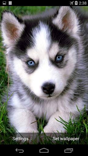 Husky Live Wallpaper FREE screenshot 2