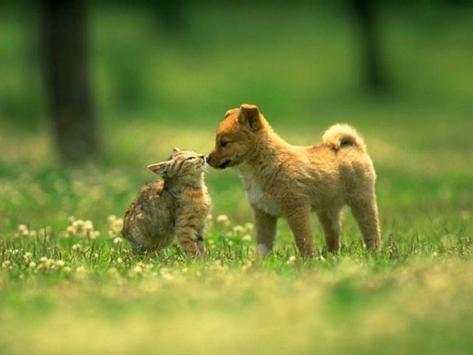animal communication screenshot 2