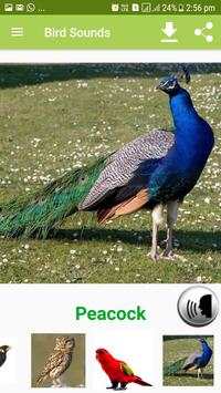 Bird Sound & Pictures screenshot 13