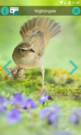 Natural Animal Sounds and HD Wallpaper screenshot 5