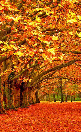 Autumn Wallpaper screenshot 2
