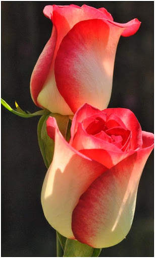 Beautiful All Flowers Photo Pics Free screenshot 3