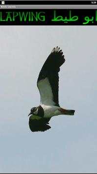Birds Sounds اصوات الطيور screenshot 3