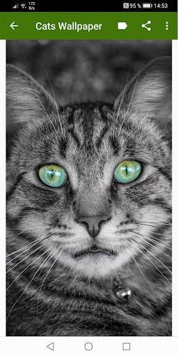Cats Wallpapers screenshot 3