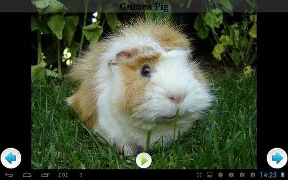 Best Funny Animals Sounds screenshot 5