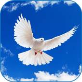 Beautiful Doves Wallpaper 3.0