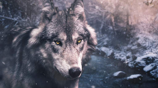 Wolf Live Wallpaper (Wallpapers & Backgrounds) screenshot 11