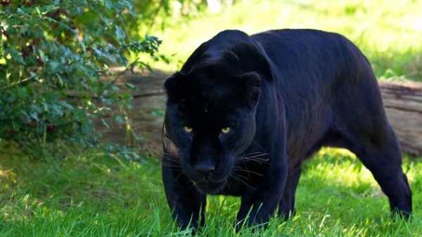 Black Panther Animal wallpaper screenshot 5