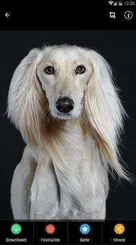 Saluki Dog Wallpaper screenshot 8