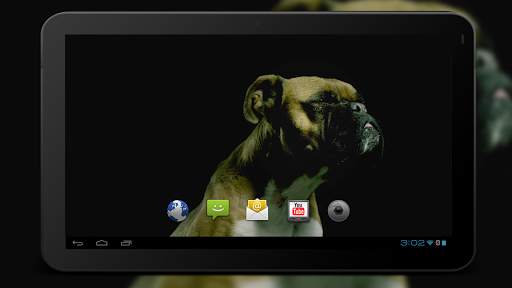 4K Dogs Slow-mo Video Live Wallpaper screenshot 6