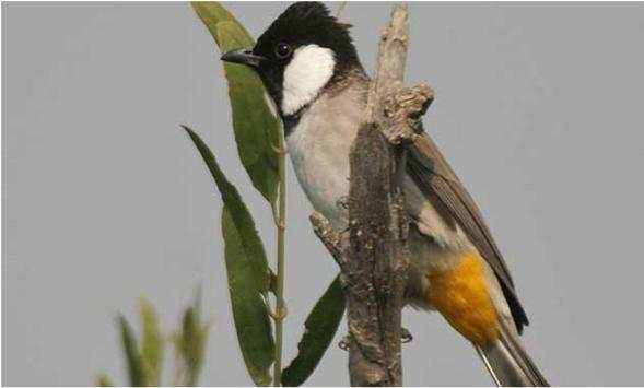 Bulbul Wallpapers screenshot 18