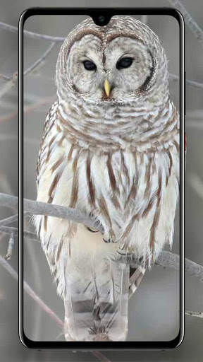 Beautifull Bird Wallpapers screenshot 4
