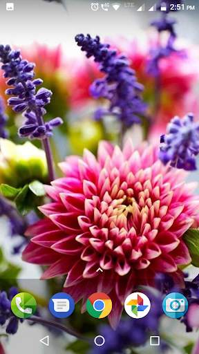 Dahlia Flower Wallpaper Hd screenshot 3