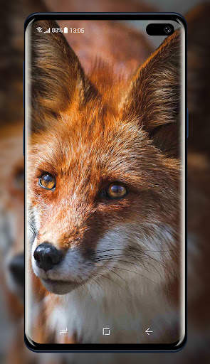 Fox Wallpaper screenshot 6