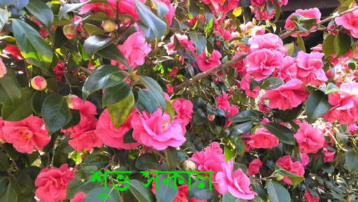 শুভ সকাল v4 screenshot 3