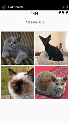 Cat breeds - Photo Quiz screenshot 4