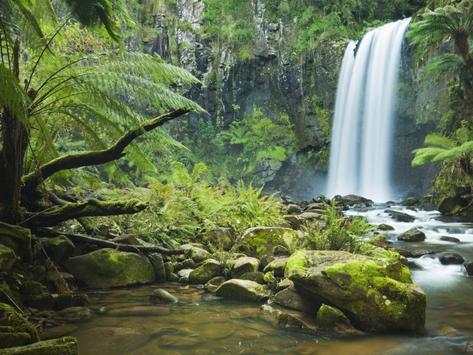 Jungle HD Wallpaper screenshot 2