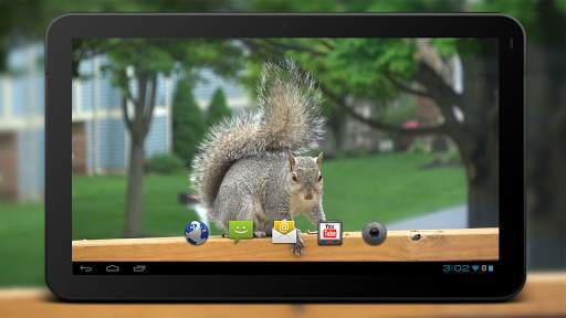 4K Park Squirrel Video Live Wallpaper screenshot 6
