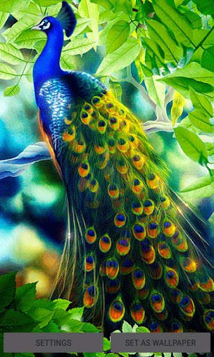 Peacock Beauty Live Wallpaper screenshot 1