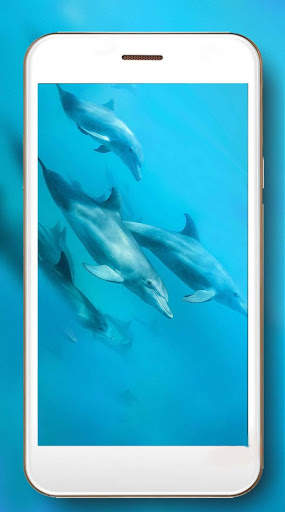 Dolphins Sounds Live Wallpaper screenshot 7