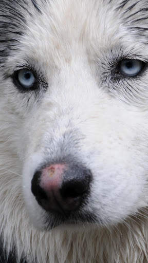 Siberian Husky Wallpapers : backgrounds hd screenshot 8