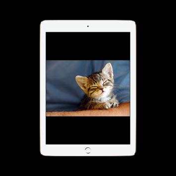 Funny Cat Videos screenshot 5