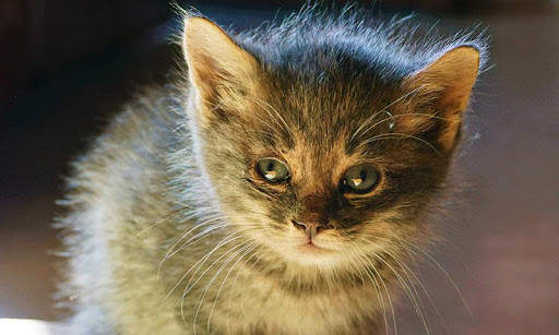 Sassy Cat Live Wallpaper screenshot 13