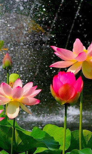 Nature Flowers Wallpaper screenshot 1