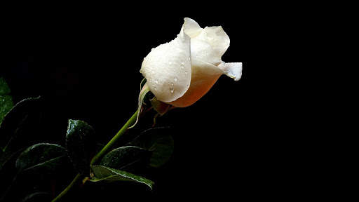 White Rose Live Wallpaper screenshot 10
