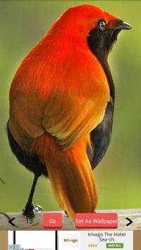 1000  Birds Wallpapers screenshot 3
