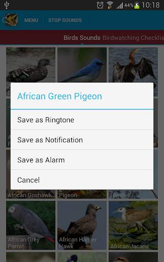 African Birds Sounds Free screenshot 7